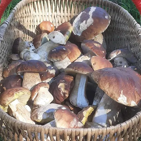 Bed & Breakfast Nabat Le Haut, Et Table D'hotes